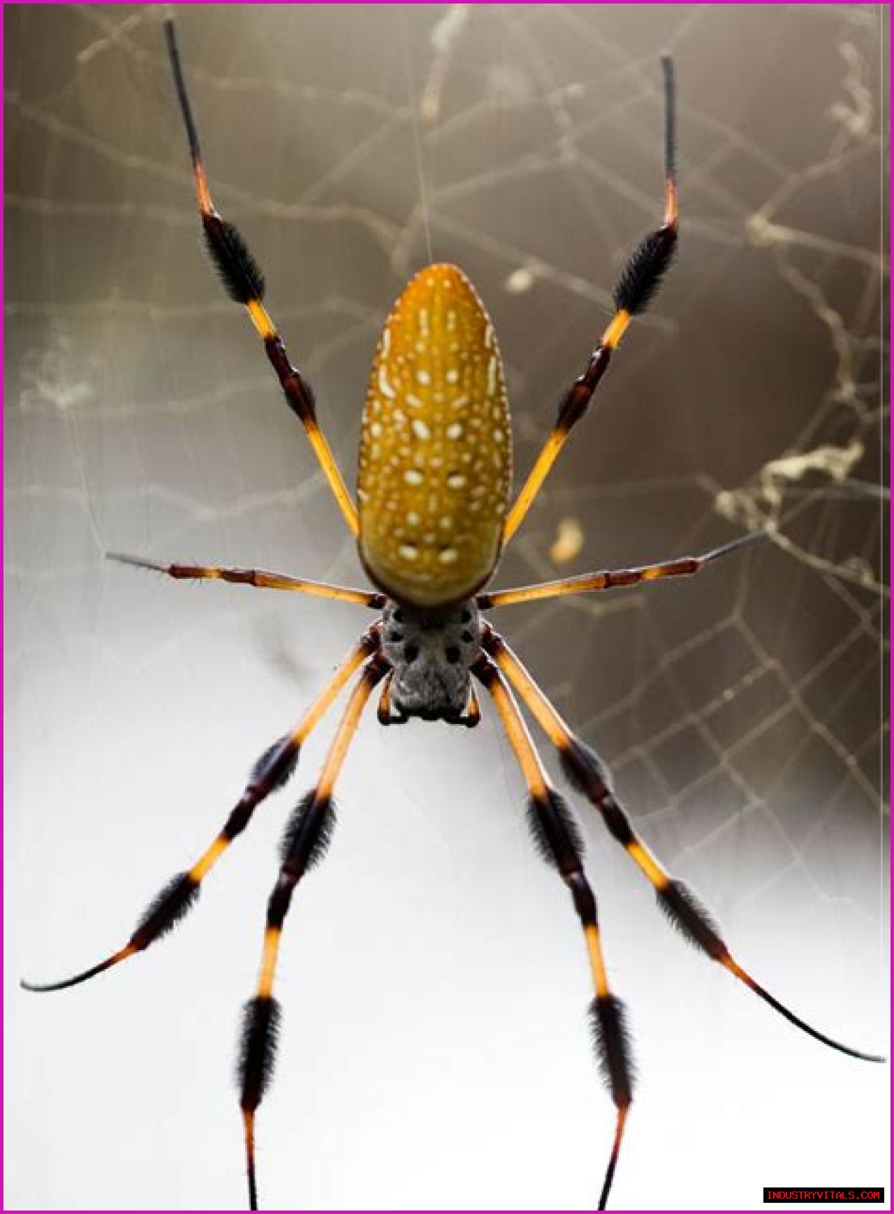 ___! A spider!