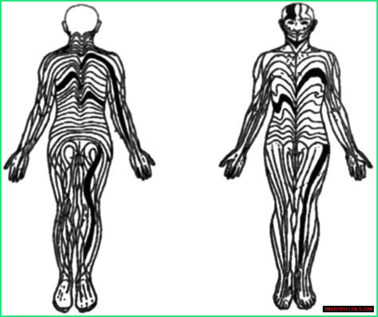 Can Cats See Human Blaschko Lines?