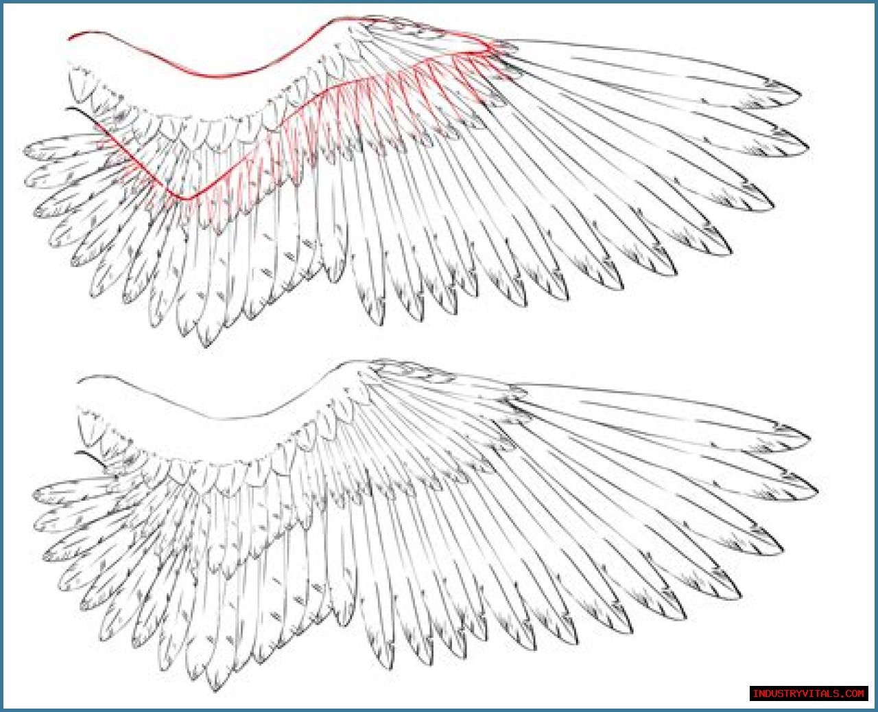 How to Draw Wings - Creating an Easy and Realistic Wings Sketch
