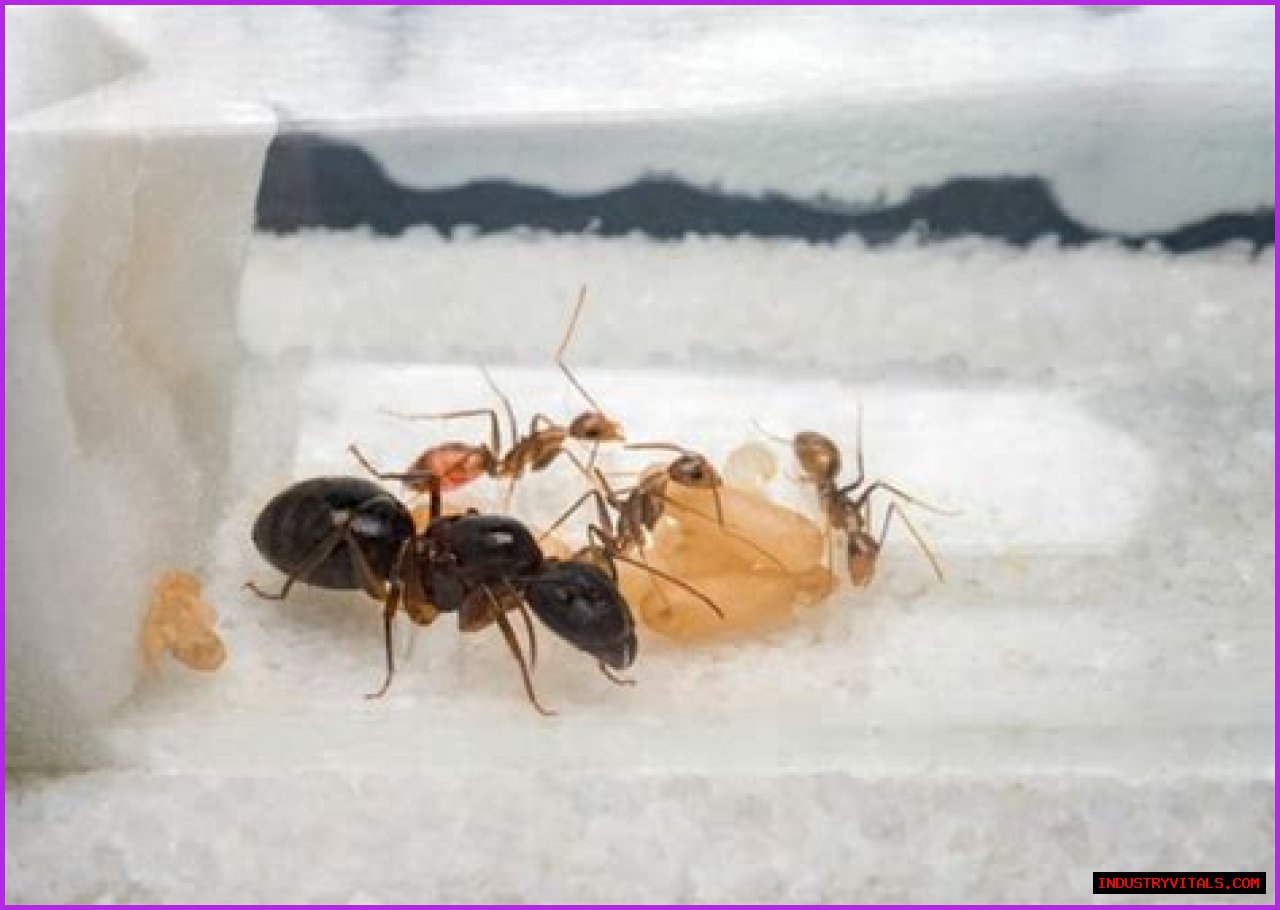 How To Get Ants Out Of Keurig?