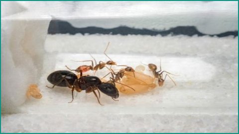 How To Get Ants Out Of Keurig?