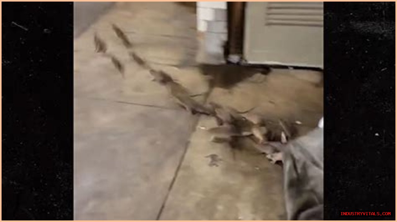 Rats Run Out From Under Homeless Person's Blanket on NYC Subway Platform