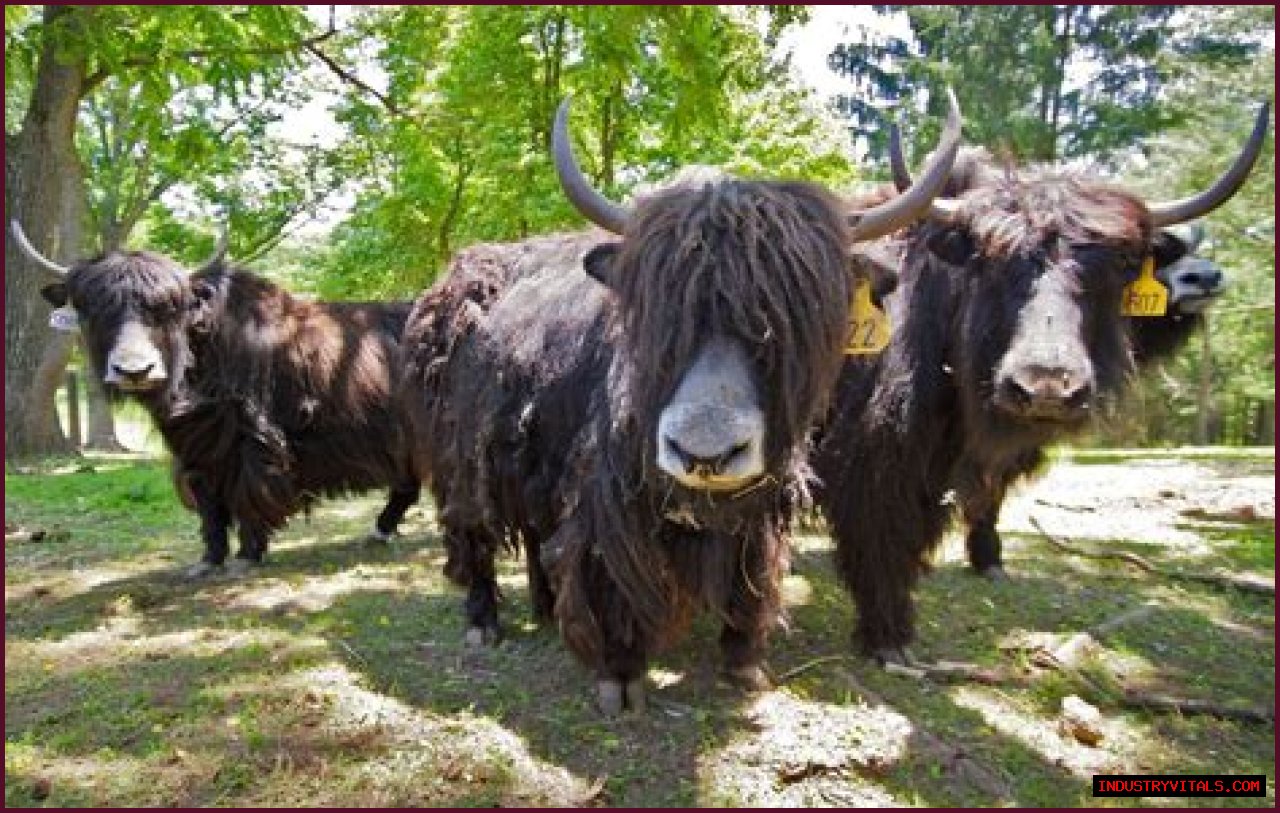 Shaggy beasts from Tibet