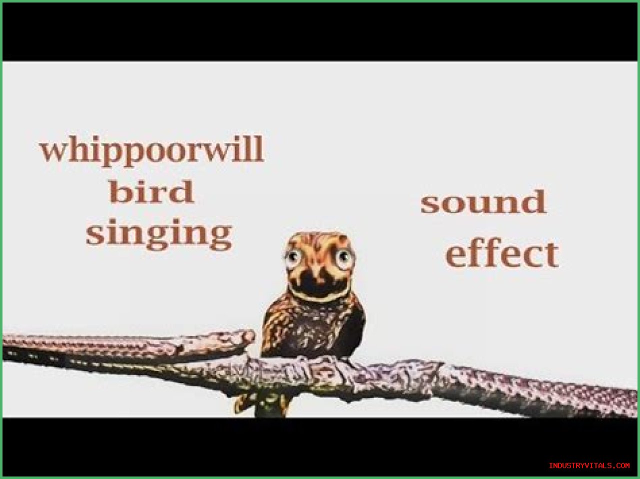 What Sound Does A Whippoorwill Bird Make?