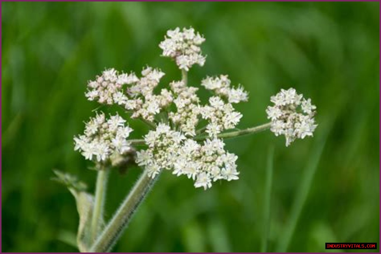 What to Do If You've Touched Poison Hemlock — Best Life